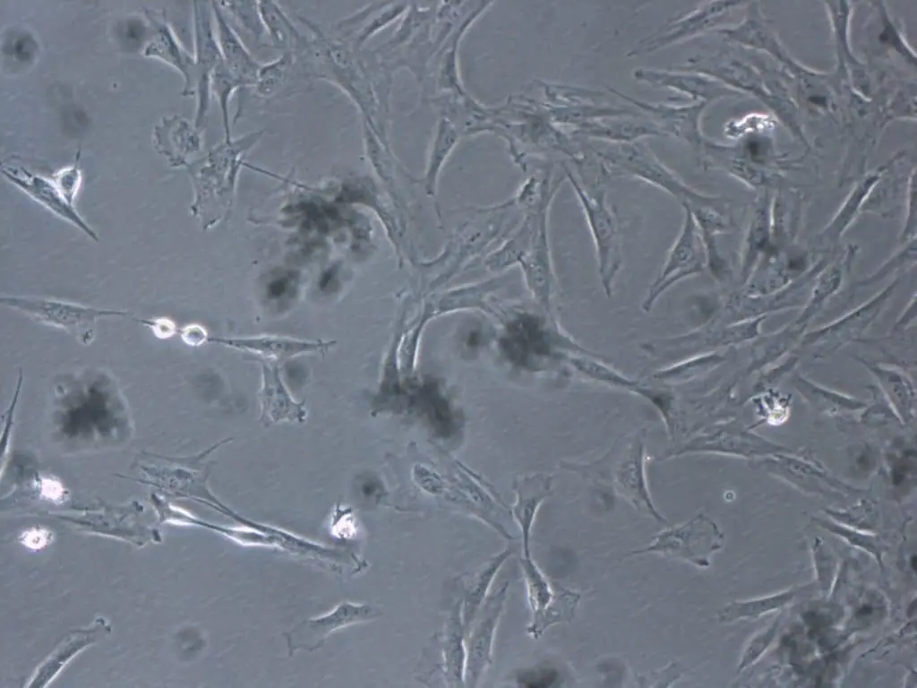 cómo regenerar el tendón rotuliano con células mesenquimales